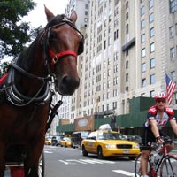 New York fun guide for families, horse buggy near Central Park