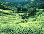 The tea-clad hillsides offer a verdant escape