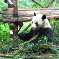 Chengdu fun guide, Panda Base - photo by Vijay Verghese