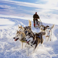 Dog dledding in Canada - offbeat vacations