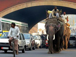 Delhi roads are made for walking: elephants too