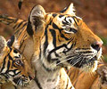 Guide to India tiger safaris and jungle lodges