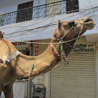 A camel wanders by