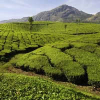 Kerala guide, tea gardens near the hill station of Munnar
