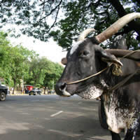 Cows may wander across the Mumbai roads - bovine companion