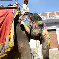 Local transport, elephant-back
