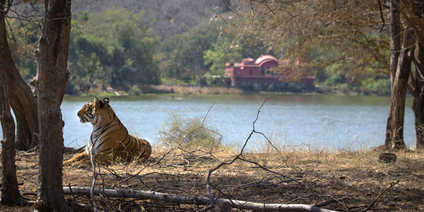 India tiger guide to fun and faces of these magnificent felines - Arrowhead at Ranthambhore