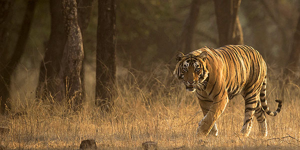 Getting to know Indian tigers - Pacman at Ranthambhore National Park