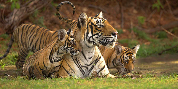 India tiger safari guide - the late T19, the top tigress at Ranthambhore in her heyday