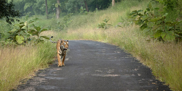 Choti Tara the tigress of Tadoba, ambles along a jungle road