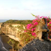 Bali guide, Uluwatu Temple monkeys