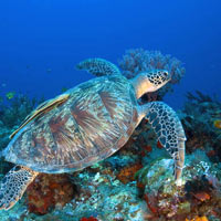 Lombok dives, spot turtles and coral or simply snorkel