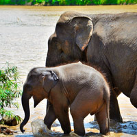 Elephant conservation in Luang Prabang, Elephant Village, mother with calf