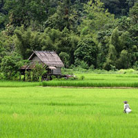 Tiger Trails has rice field tours around Luang Prabang