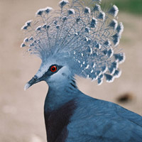 PNG birdwatching, Crested Pigeon