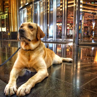 Manila luxury hotels, City of Dreams security - sniffer dog
