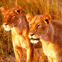 African Game Parks, Lionesses