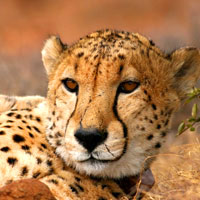 South Africa safaris review, leopard