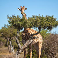 Africa game parks guide, giraffes