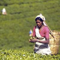 Ceylon tea is arguably the best in the world