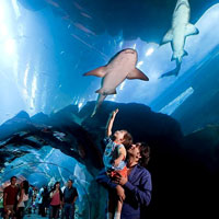 Dubai fun for the family, Dubai Mall aquarium with sharks