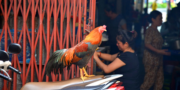 Saigon fun guide and business hotels review, rooster struts his stuff in a side alley