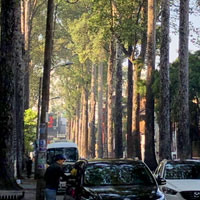 Iconic tall dipterocarpus trees lining a side street near Ben Thanh Market