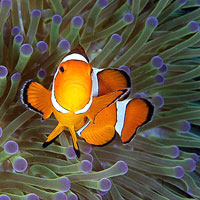 Andaman Island diving, image by Dive India