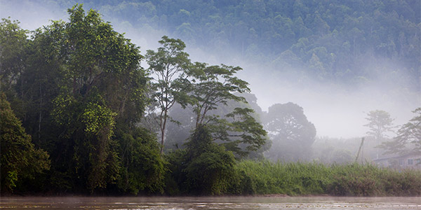 Cruise down the Kinabatangan River to observe Sabah wildlife up close