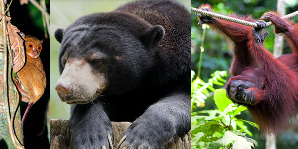 Sandakan adventure and wildlife guide - wide-eyed tarsier, the shy sun bear, playful orangutan