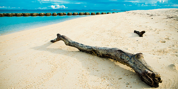 On Selingan Turtle Island off Sandakan, East Malaysia, watch Hawksbill turtle hatchlings race to the sea