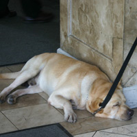 Manila fun guide, sleeping guard dog in Makati