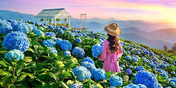 Thailand's fabled flower gardens are best viewed north of Chiang Rai when the hydrangeas bloom and sunflowers explode