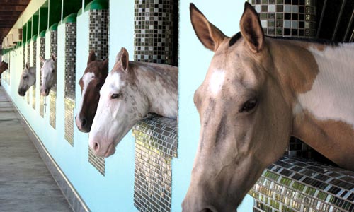 Sultan's Polo Ponies / photo: Vijay Verghese